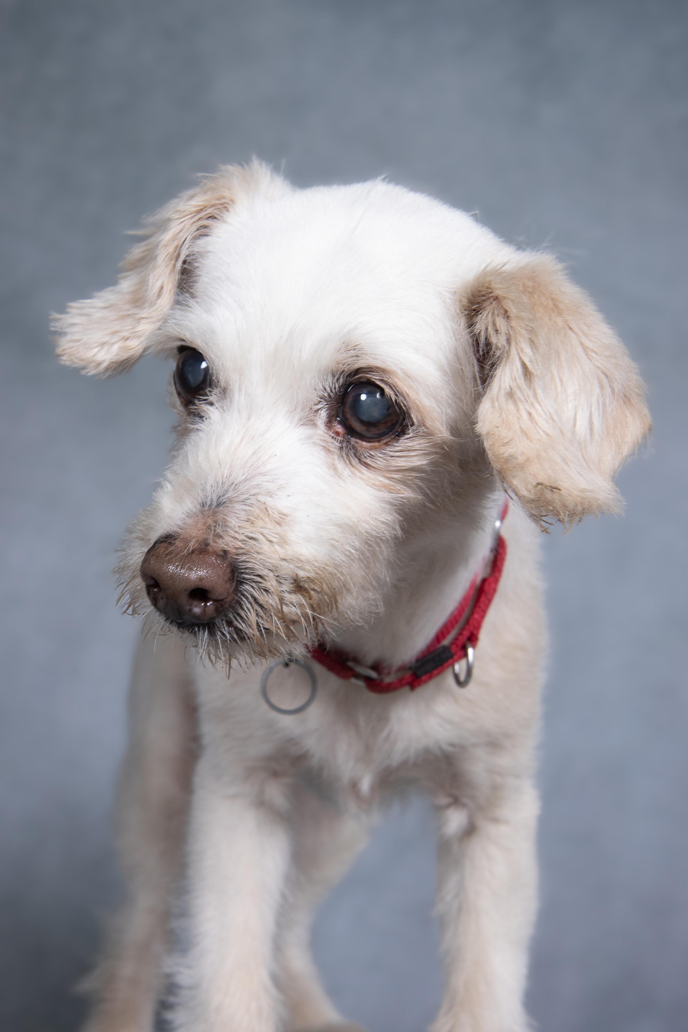 Enlarge Trina, a ADOPTABLE mixed breed in Cleveland, OH image 4/4