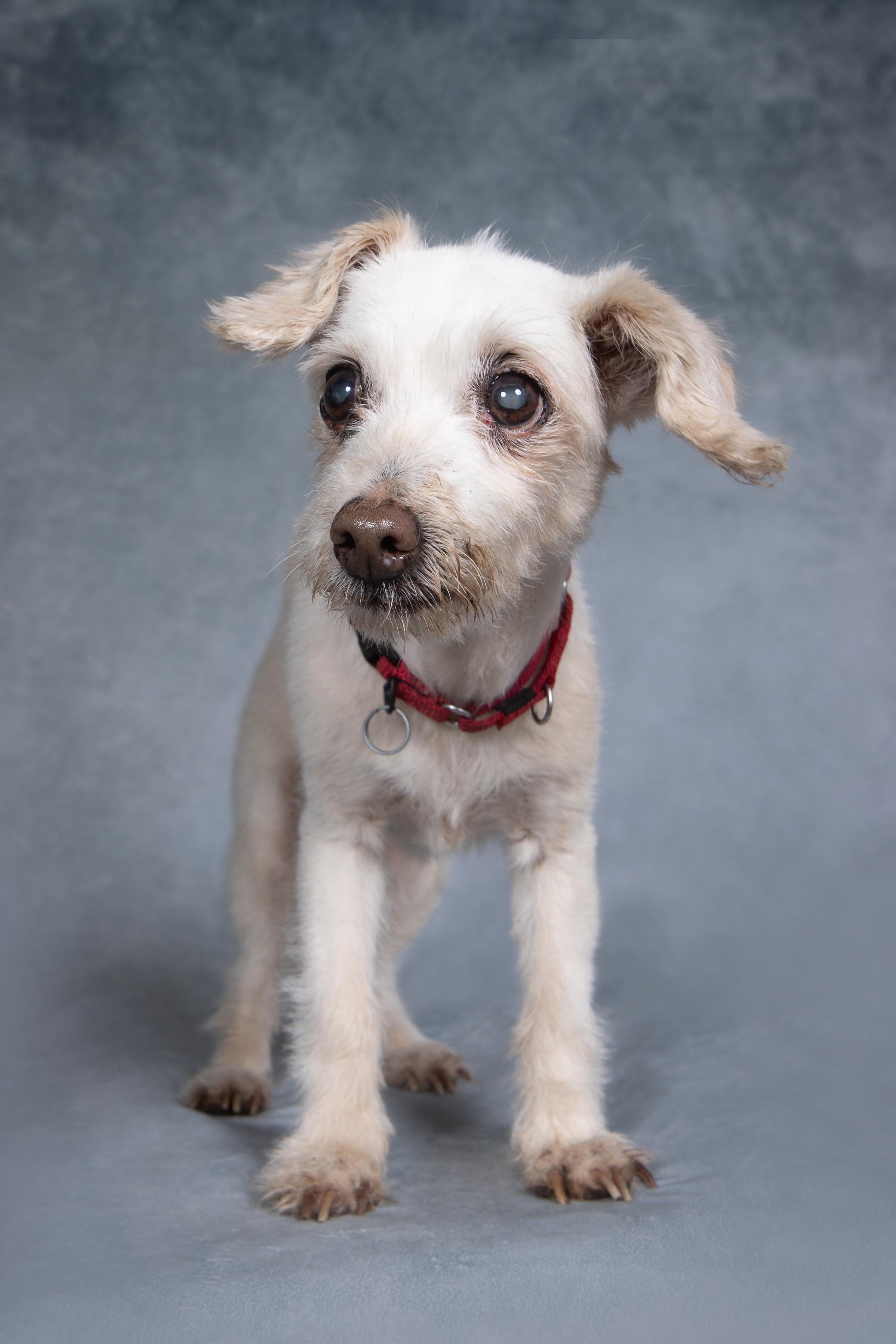 Trina, ADOPTABLE, Senior Female Terrier.