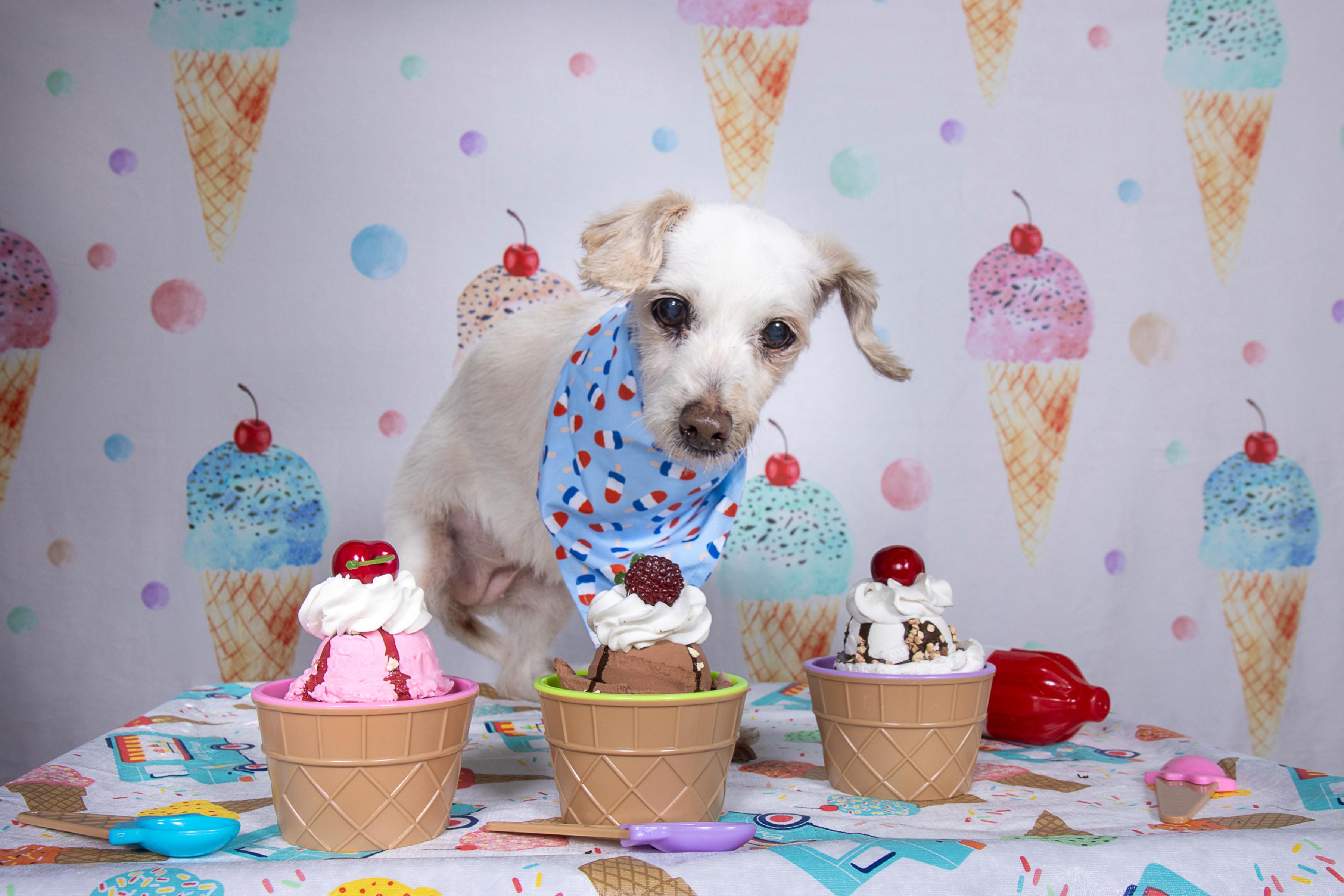Enlarge Trina, a ADOPTABLE mixed breed in Cleveland, OH image 3/4