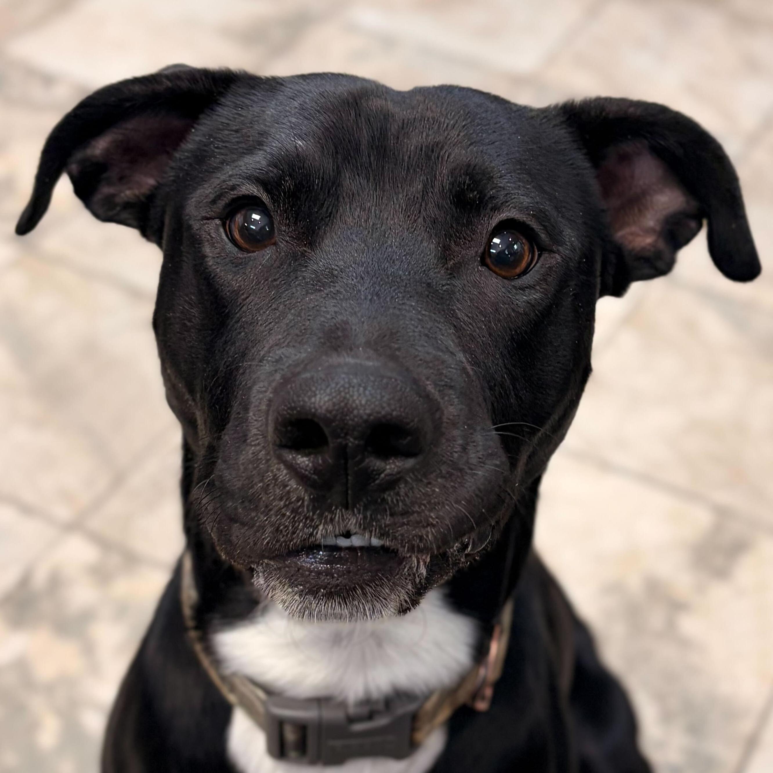 Fredrick - Adoption Fee Paid!, Adoptable, Adult Male Pit Bull Terrier.