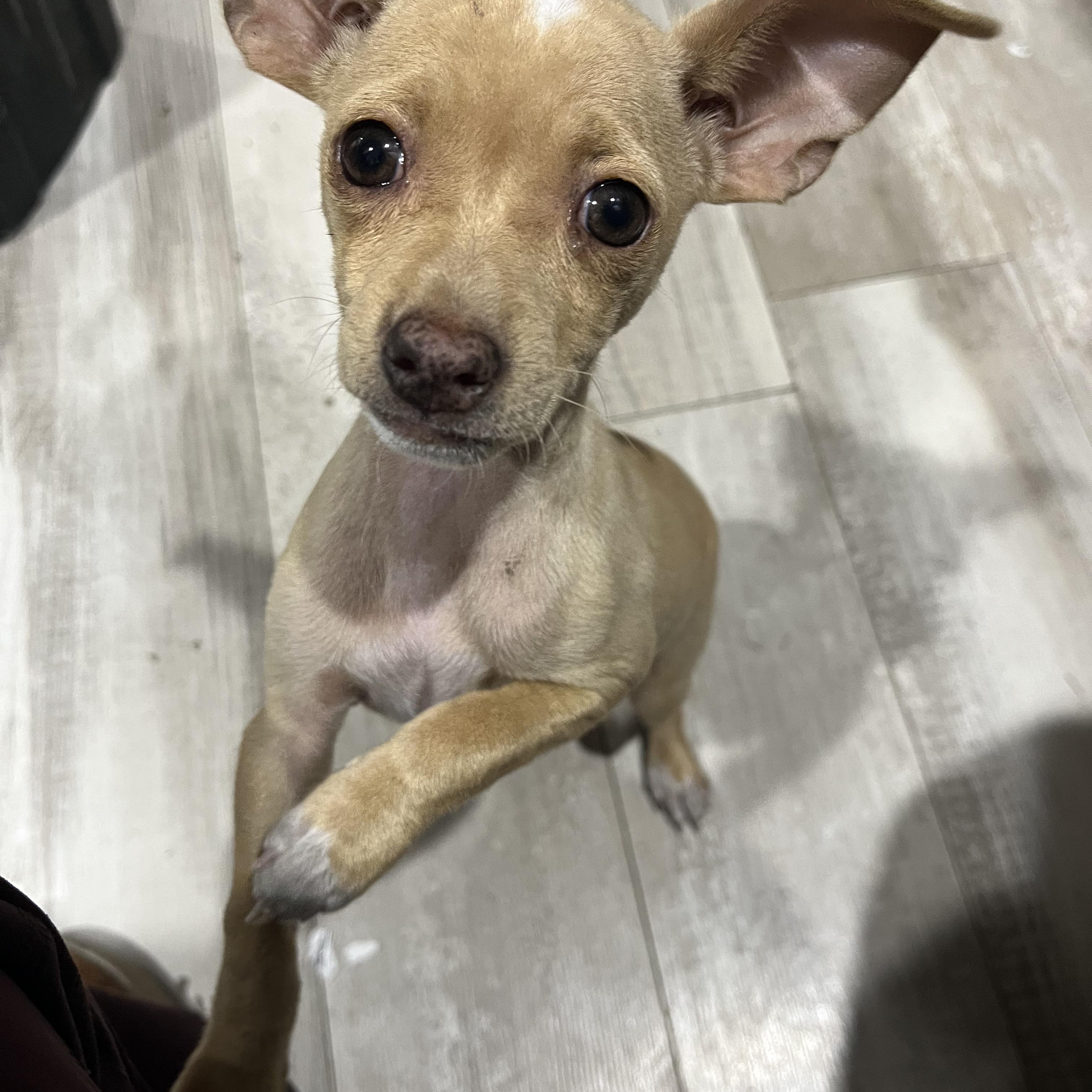 Enlarge Cheerio , a ADOPTABLE mixed breed in Broken Arrow, OK image 1/1