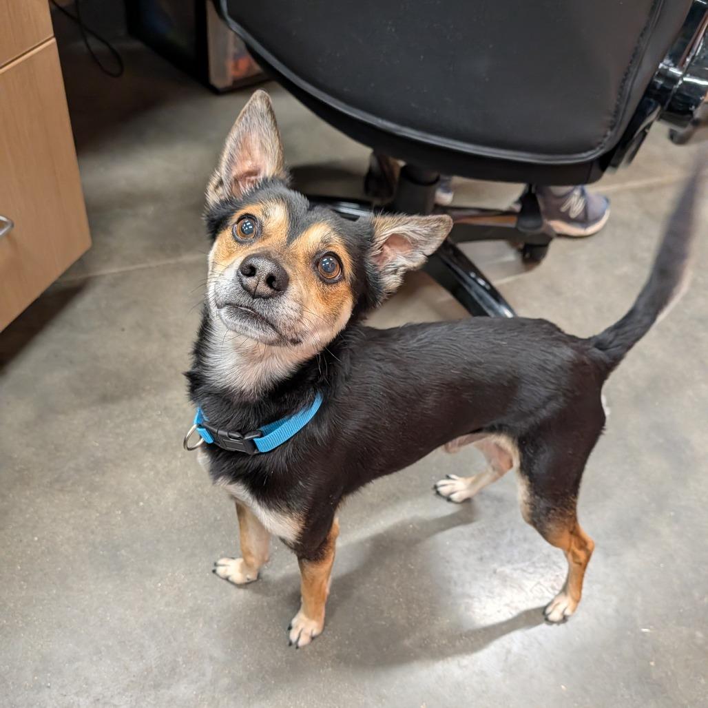 Delano, an adopted Mixed Breed in Cape Girardeau, MO image 4/4