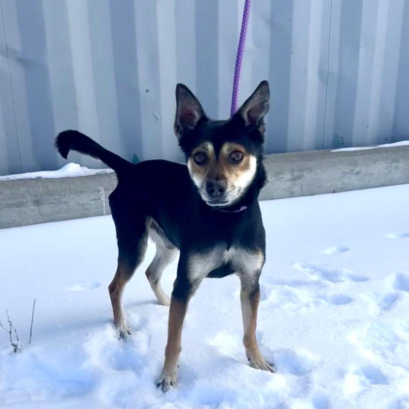 Delano, an adopted Mixed Breed in Cape Girardeau, MO image 2/4