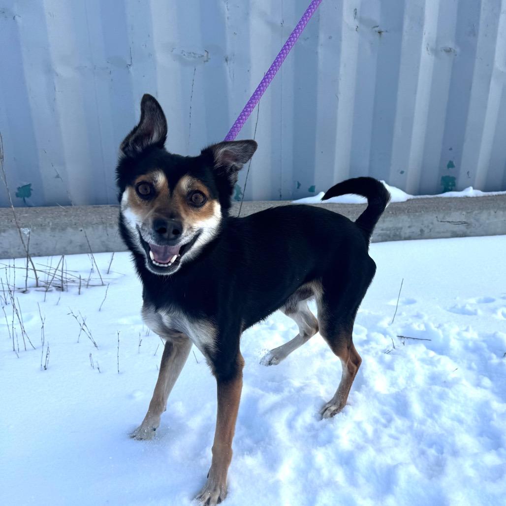 Delano, an adopted Mixed Breed in Cape Girardeau, MO image 3/4
