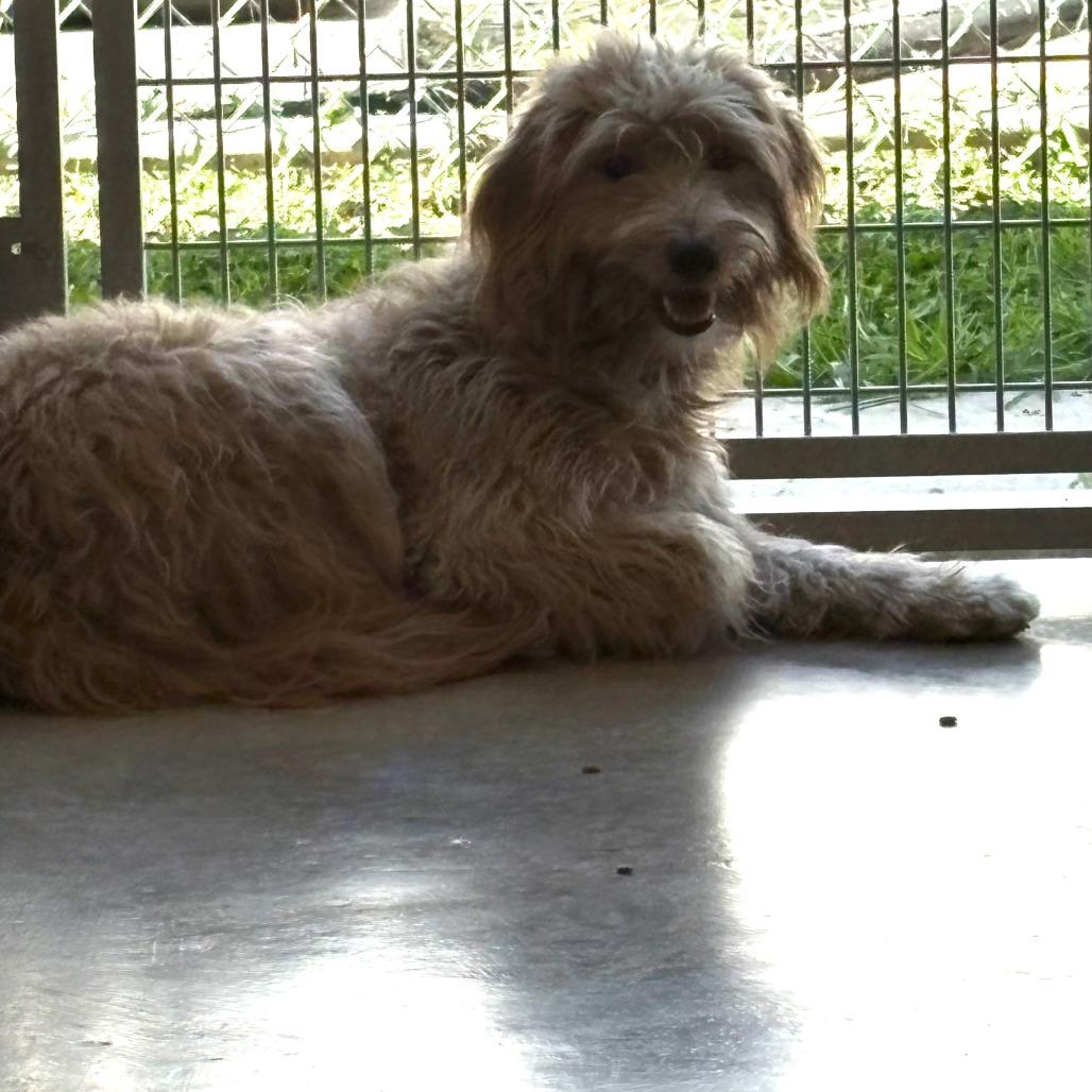 Jetty, Adoptable, Young Female Golden Retriever & Miniature Poodle.