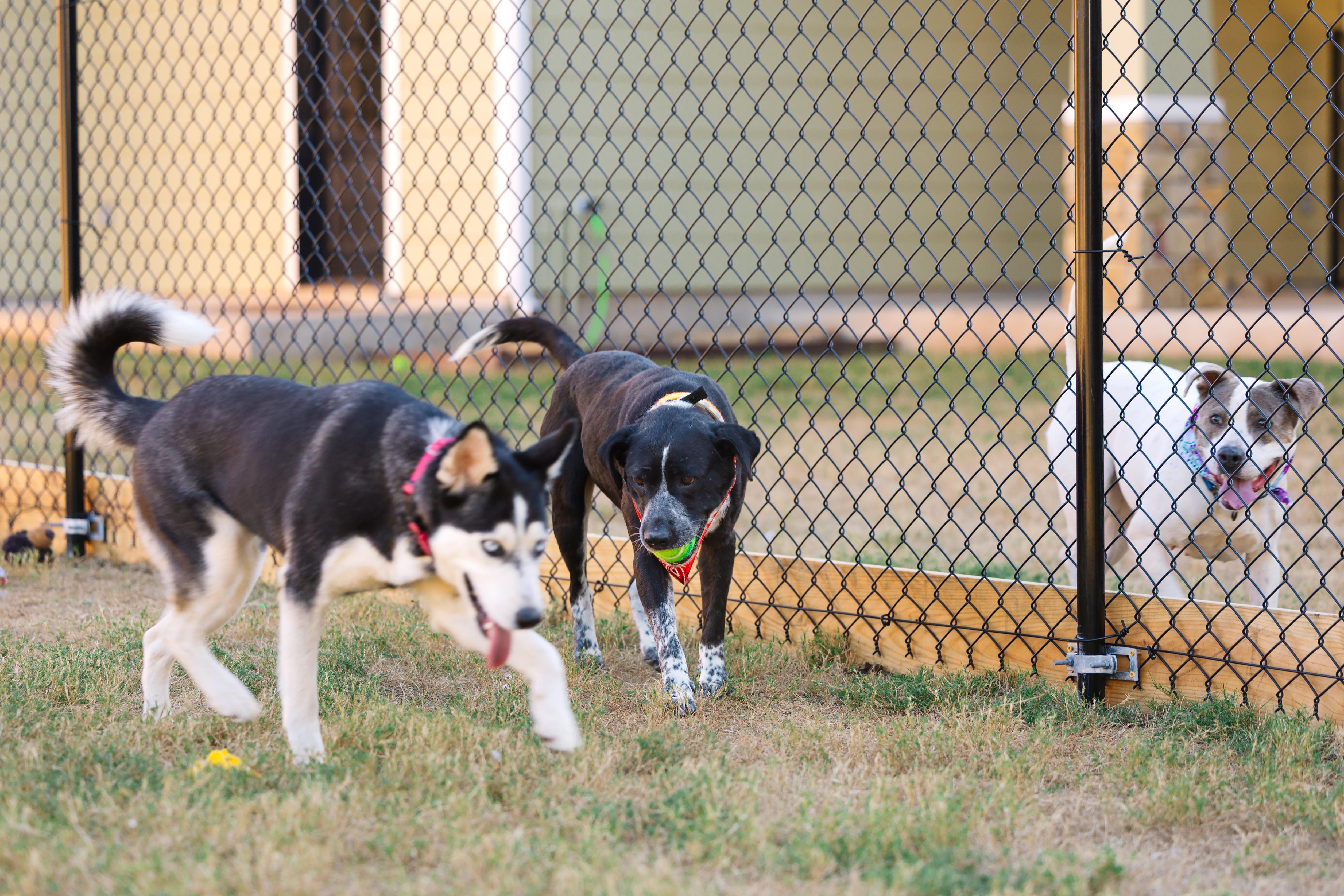 Enlarge Bravo, a Adoptable mixed breed in Austin, TX image 3/5