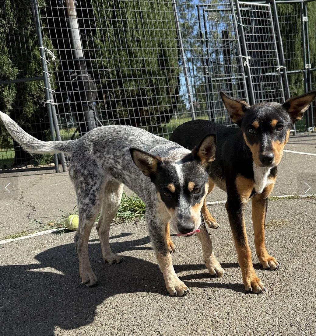 Enlarge GinGin, a ADOPTABLE mixed breed in Davis, CA image 3/4