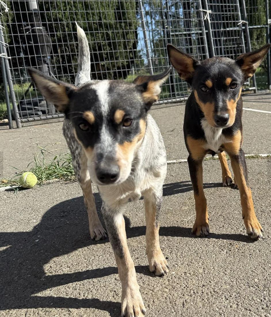 Enlarge GinGin, a ADOPTABLE mixed breed in Davis, CA image 4/4