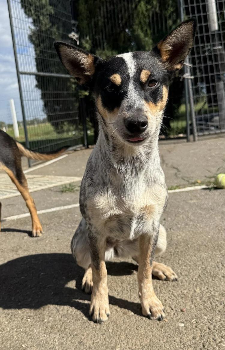 Enlarge GinGin, a ADOPTABLE mixed breed in Davis, CA image 2/4