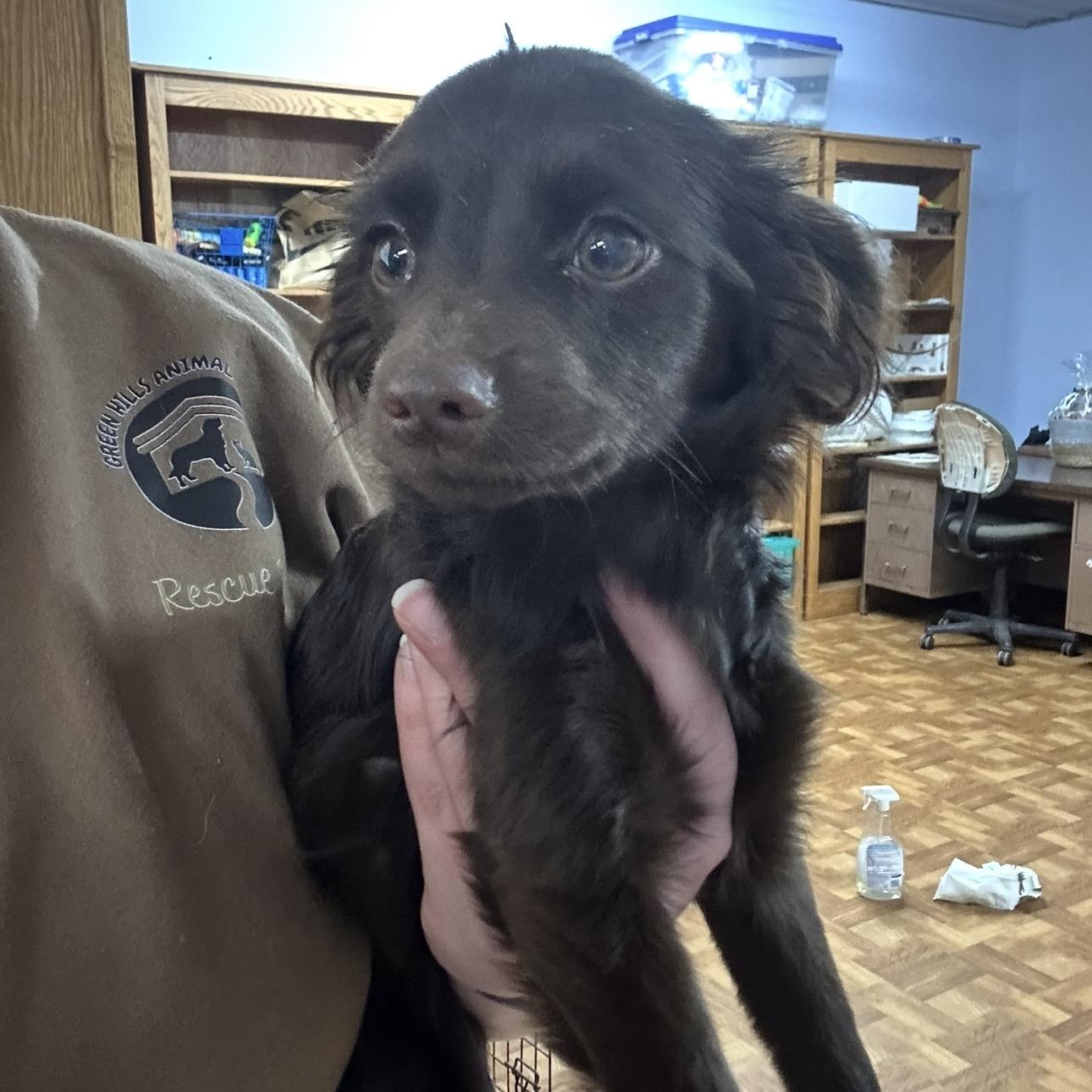 Olive, an adopted mixed breed in Trenton, MO image 2/3