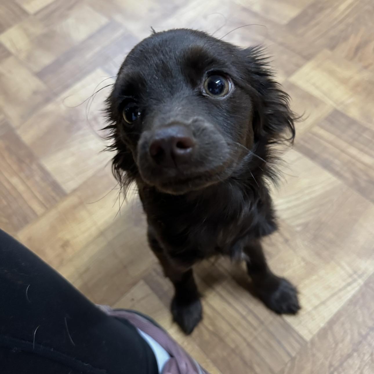 Olive, an adopted mixed breed in Trenton, MO image 1/3