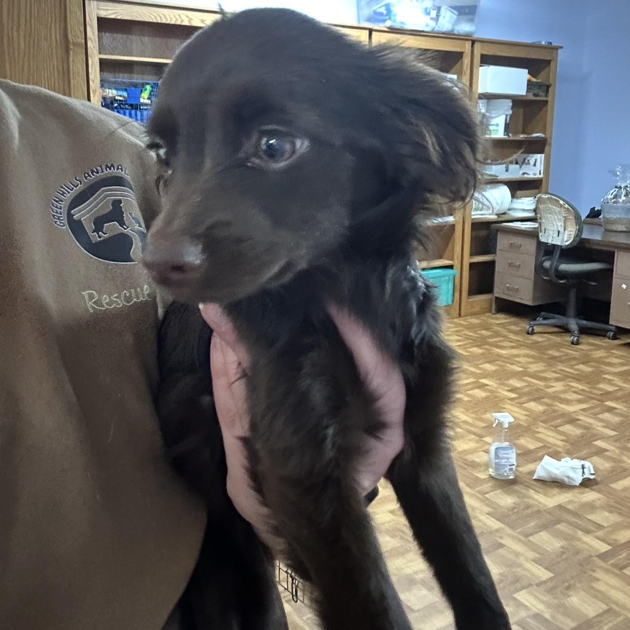 Olive, an adopted mixed breed in Trenton, MO image 3/3