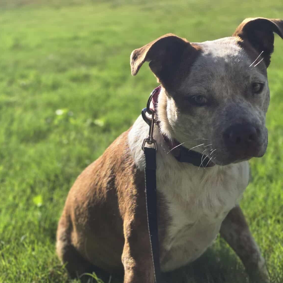 Cinnamon — thumbnail 5