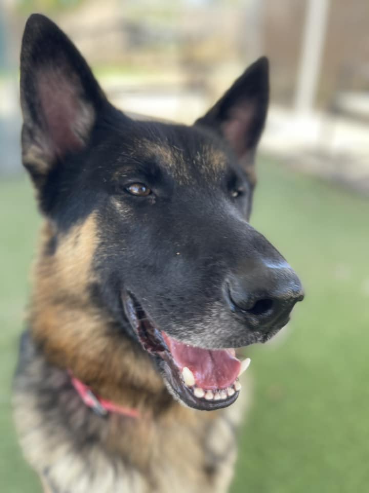 Enlarge Max, a Adoptable mixed breed in Glendale, AZ image 2/6