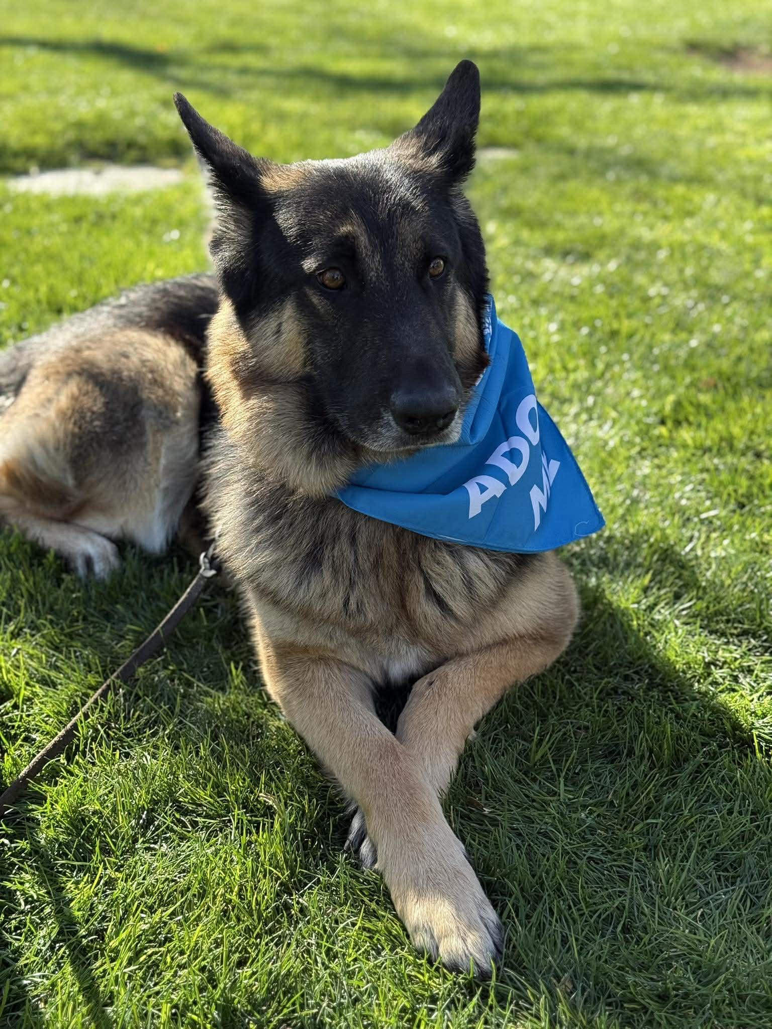 Enlarge Max, a Adoptable mixed breed in Glendale, AZ image 6/6