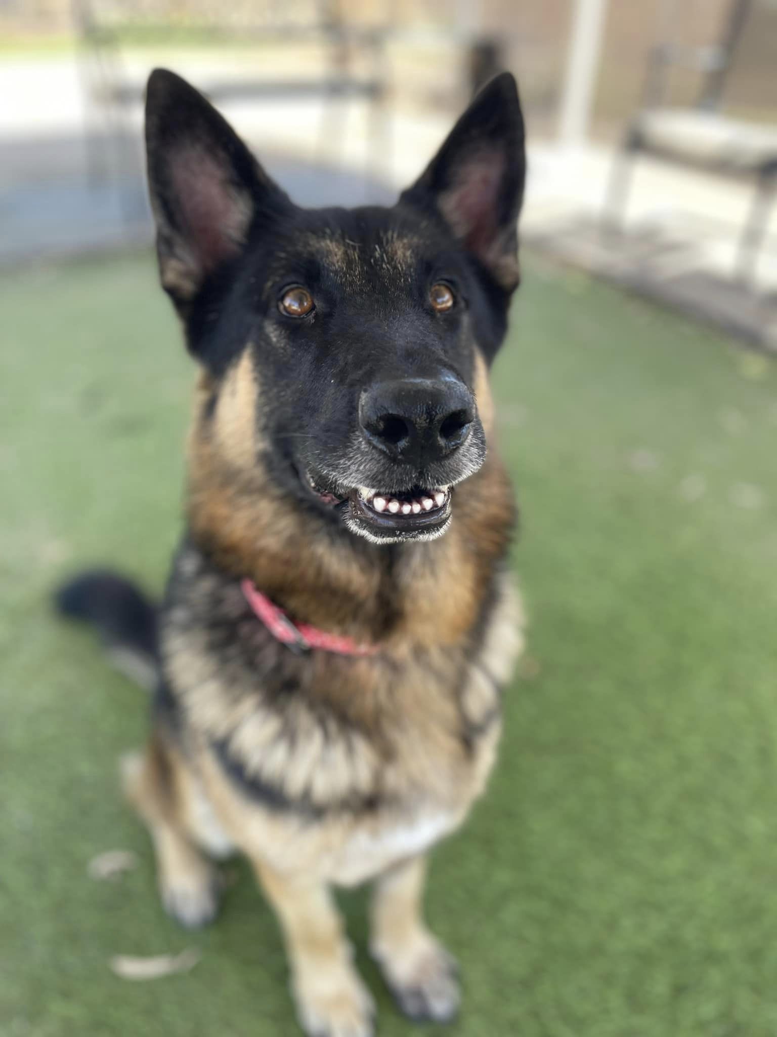 Enlarge Max, a Adoptable mixed breed in Glendale, AZ image 3/6