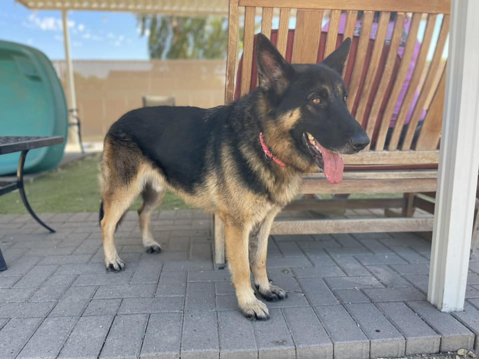 Enlarge Max, a Adoptable mixed breed in Glendale, AZ image 4/6