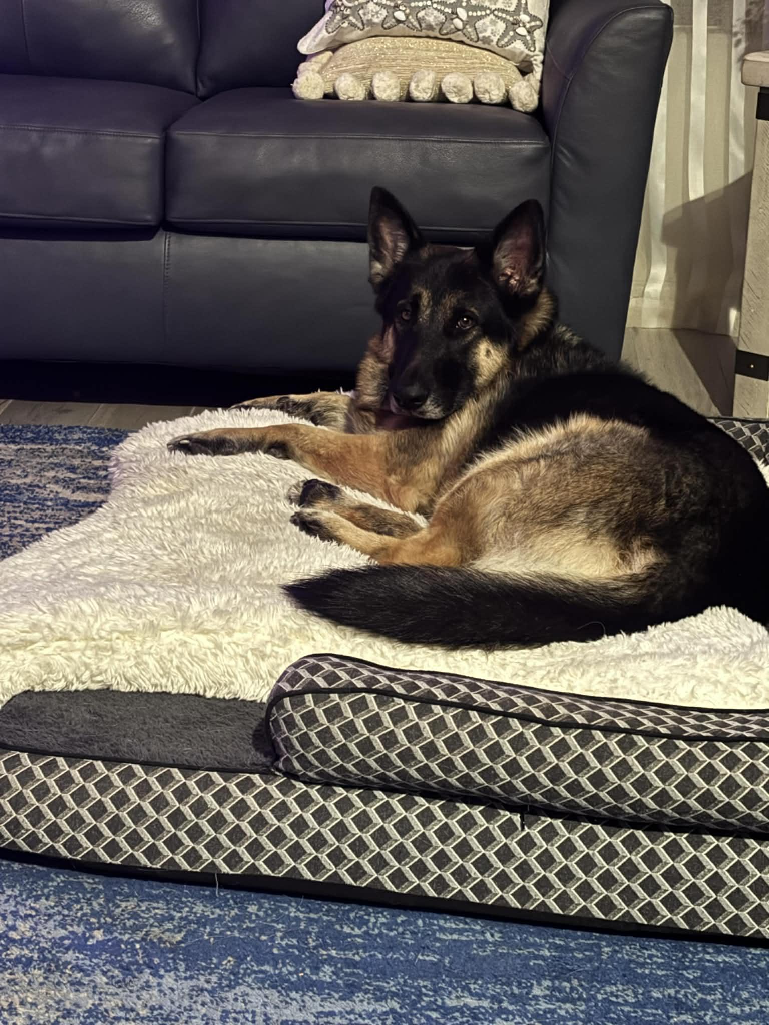 Enlarge Max, a Adoptable mixed breed in Glendale, AZ image 5/6