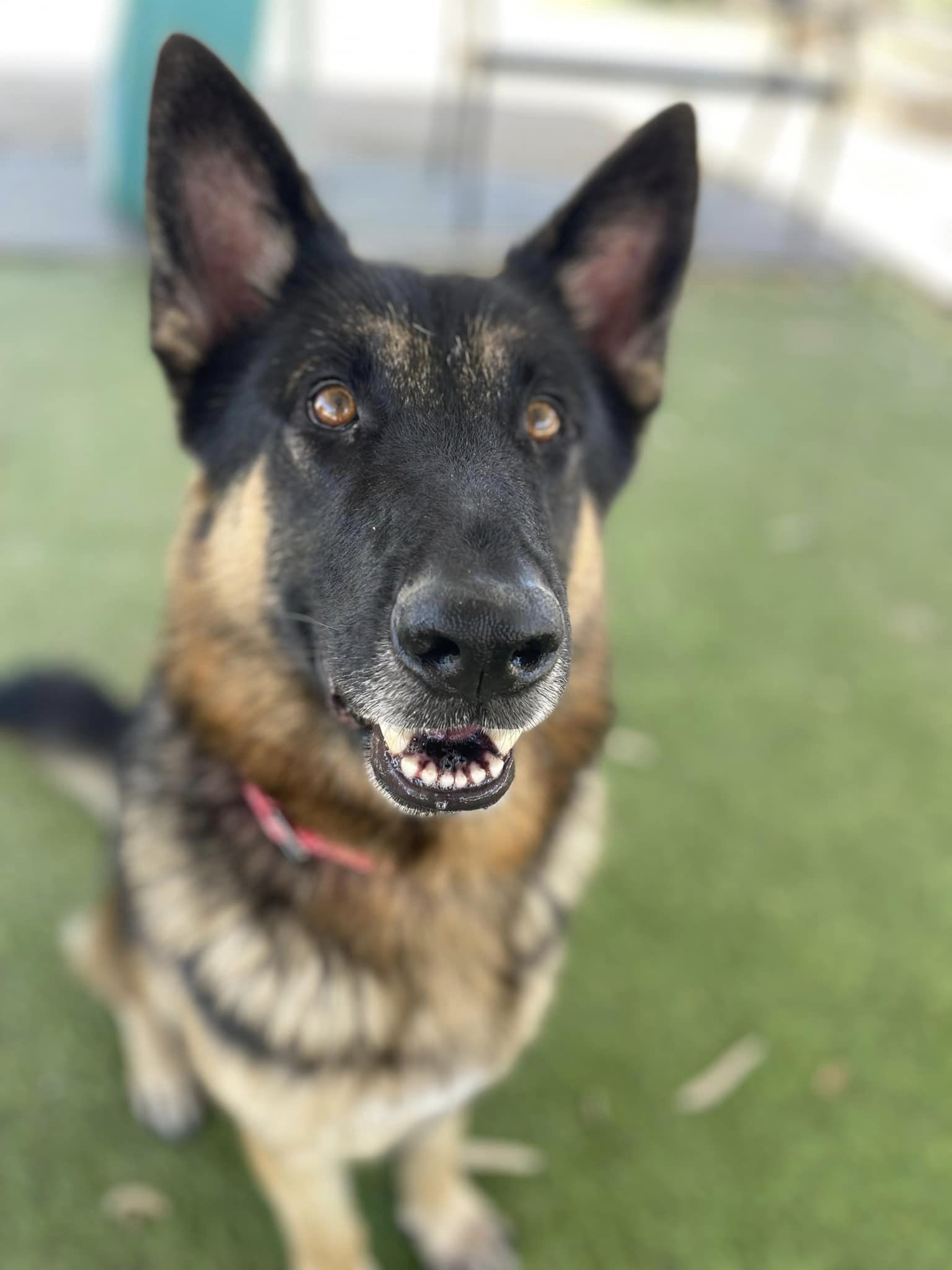 Enlarge Max, a Adoptable mixed breed in Glendale, AZ image 5/6