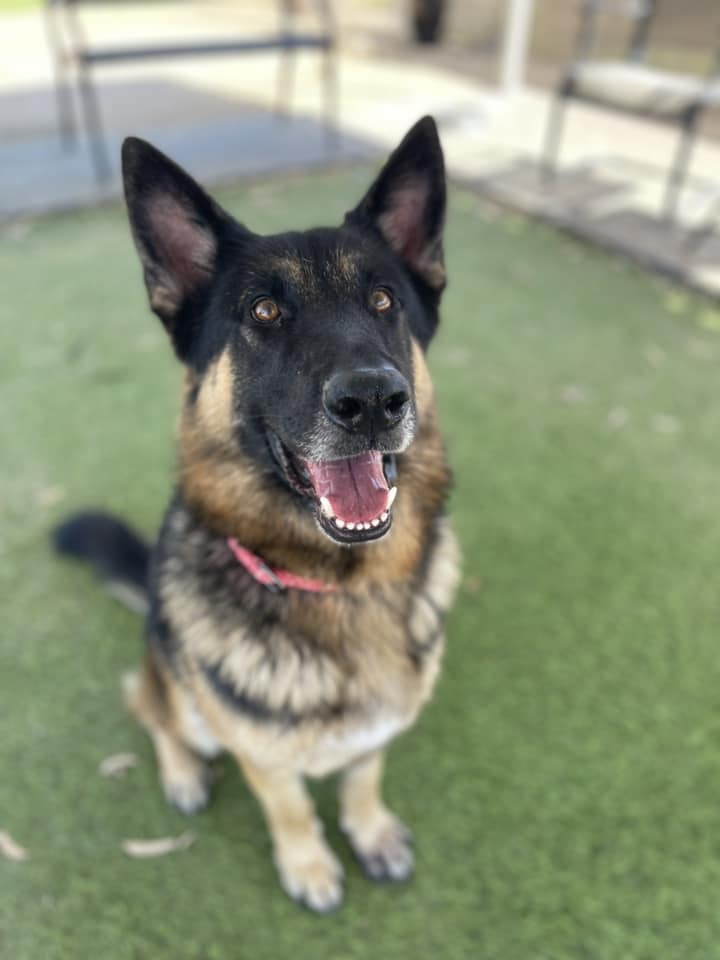 Enlarge Max, a Adoptable mixed breed in Glendale, AZ image 6/6