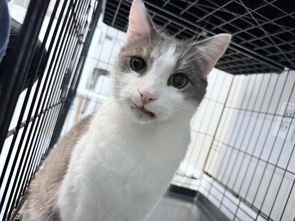 Enlarge Brandeis, a Adoptable Domestic Short Hair in Duxbury, MA image 1/2