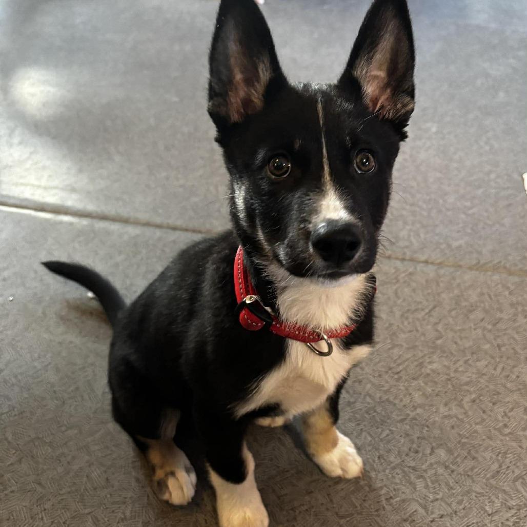 Koda, Adoptable, Puppy Male Border Collie & Husky.