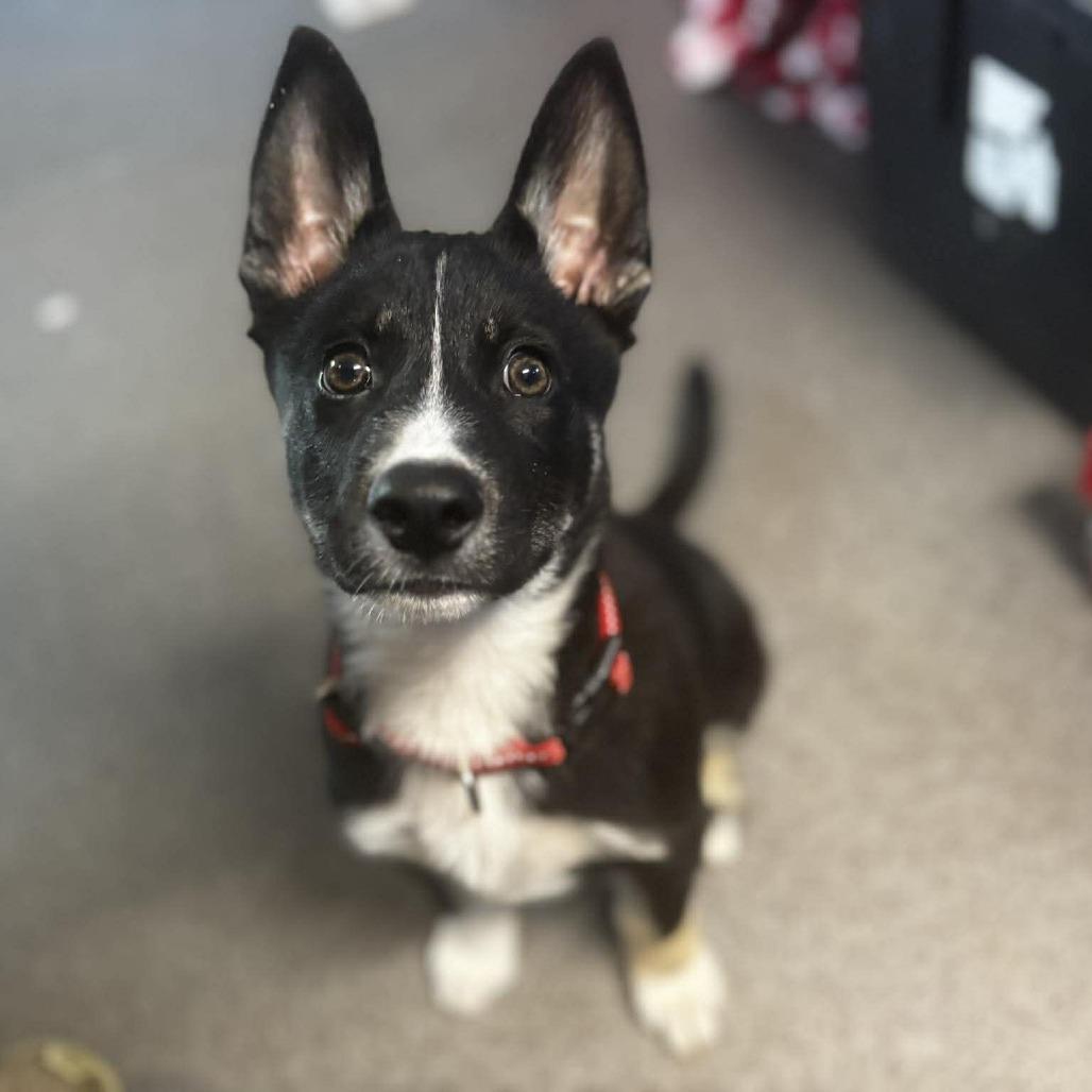 Enlarge Koda, a Adoptable mixed breed in West Richland, WA image 2/4