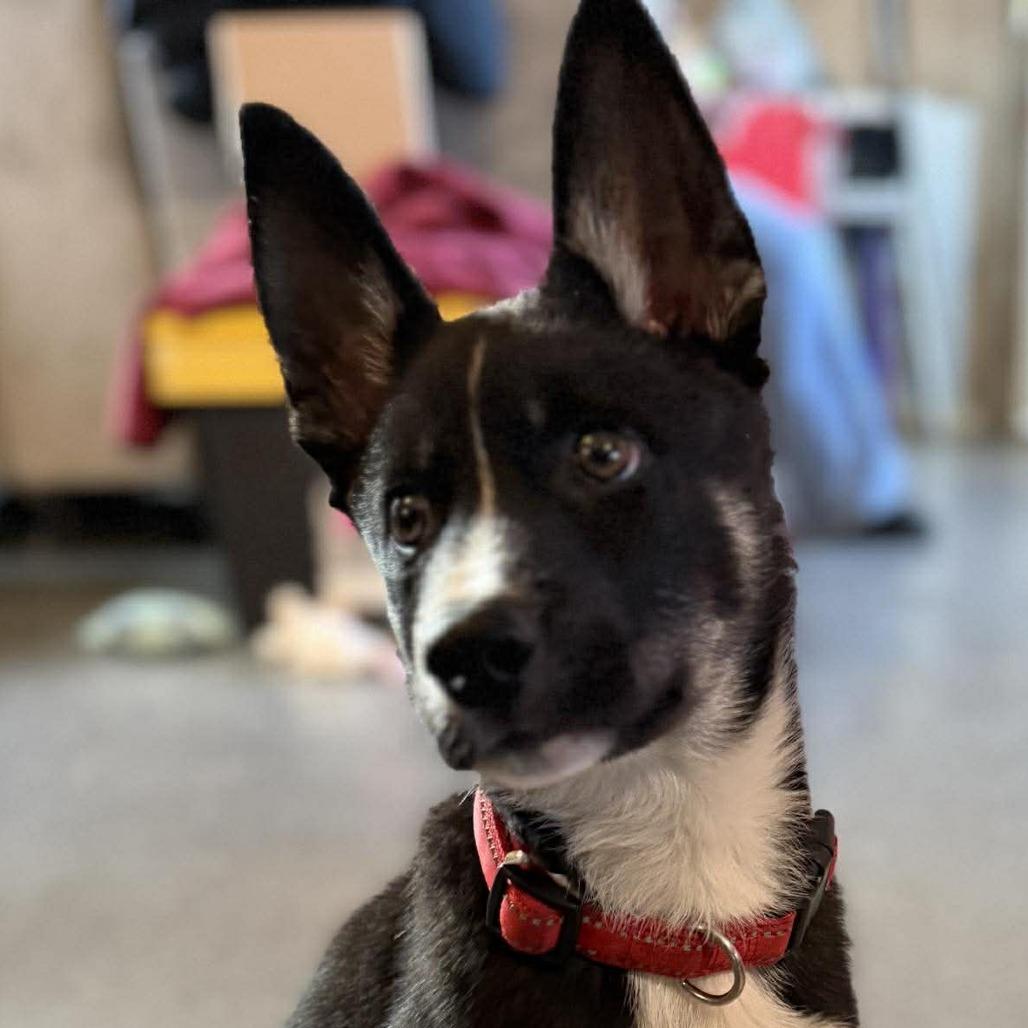 Enlarge Koda, a Adoptable mixed breed in West Richland, WA image 3/4