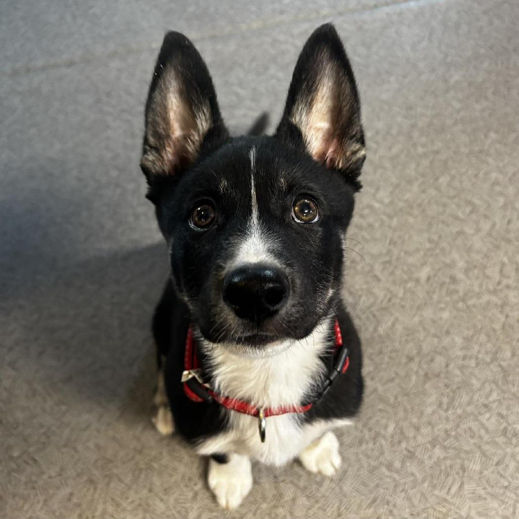 Enlarge Koda, a Adoptable mixed breed in West Richland, WA image 4/4