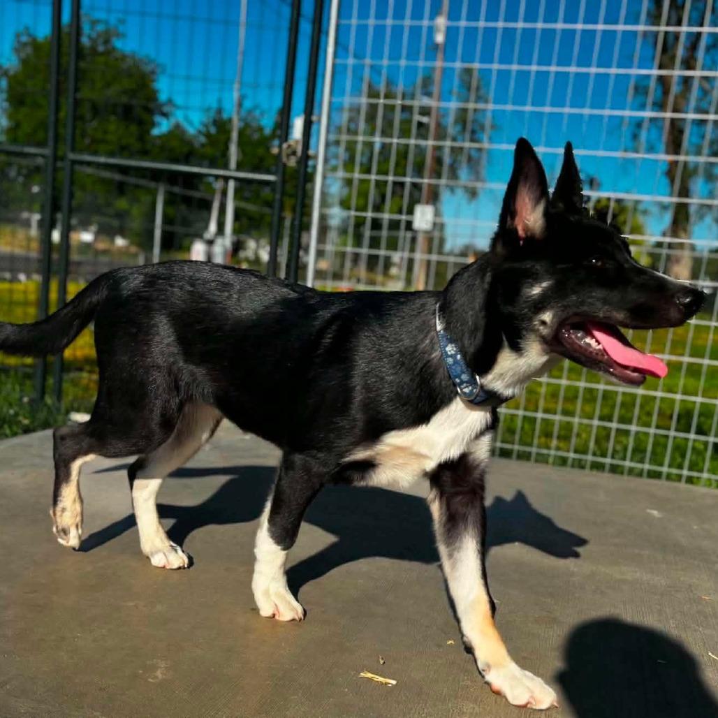 Kazi Koda, Adoptable, Young Male Border Collie & Husky.
