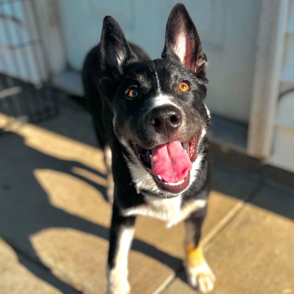 Enlarge Kazi Koda, a Adoptable mixed breed in West Richland, WA image 2/2