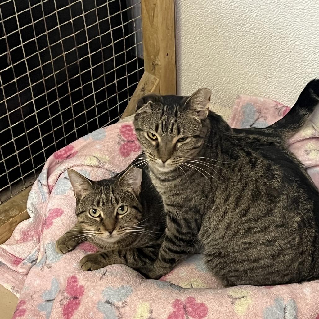 Gracie, Adoptable, Adult Female Domestic Short Hair.