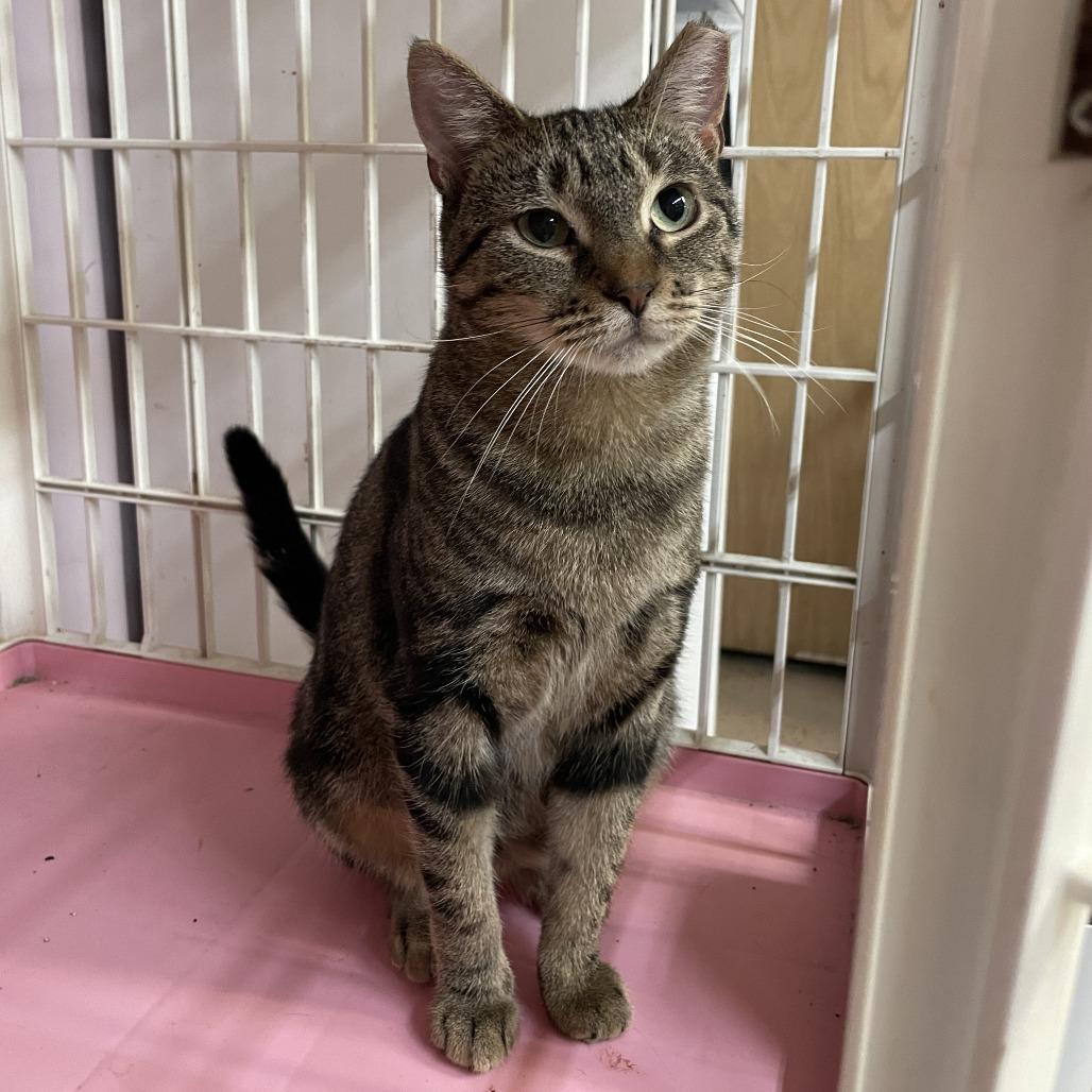 Enlarge Gracie, a Adoptable Domestic Short Hair in Madison, WI image 2/6