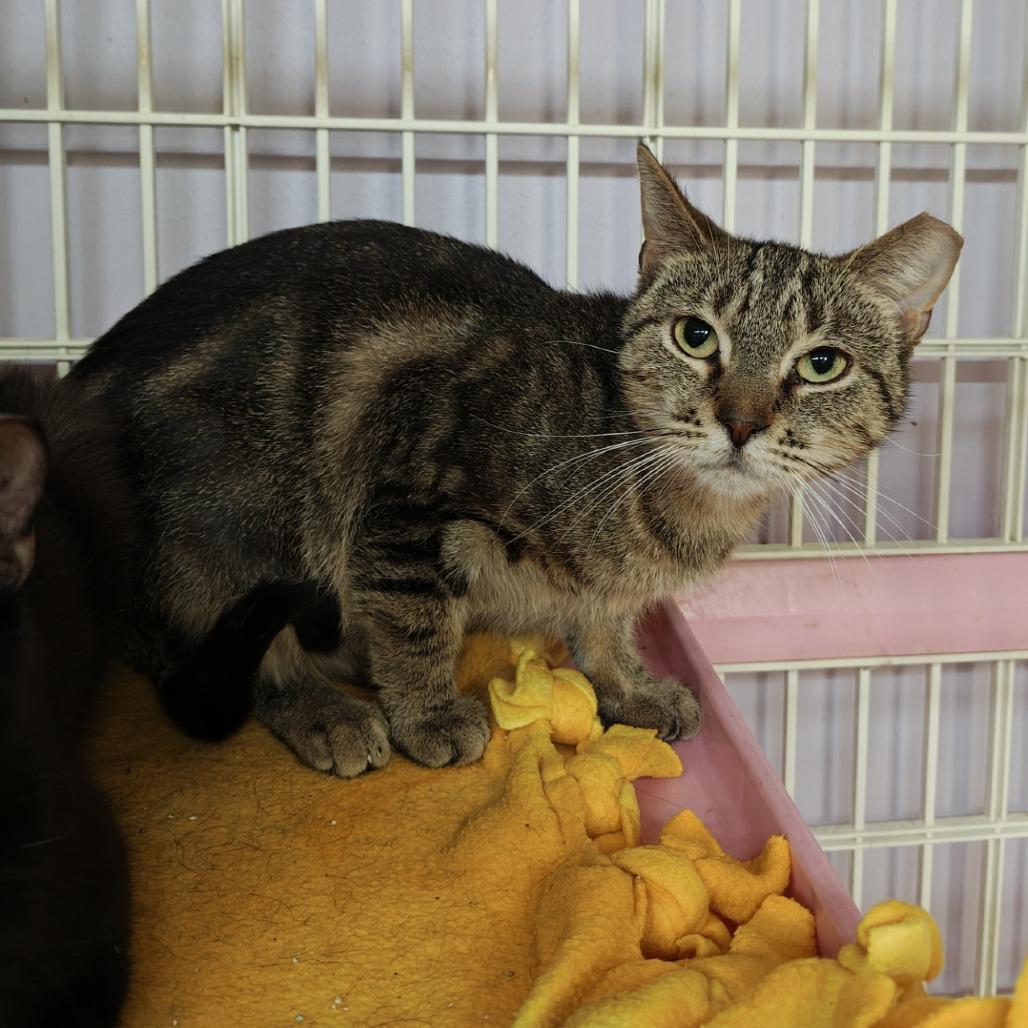 Gracie, Adoptable, Adult Female Domestic Short Hair.