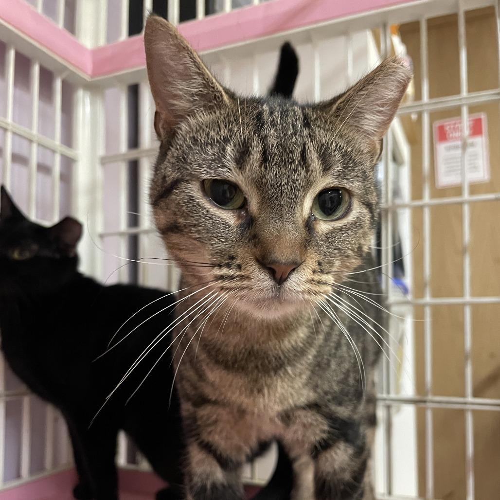Enlarge Gracie, a Adoptable Domestic Short Hair in Madison, WI image 3/6