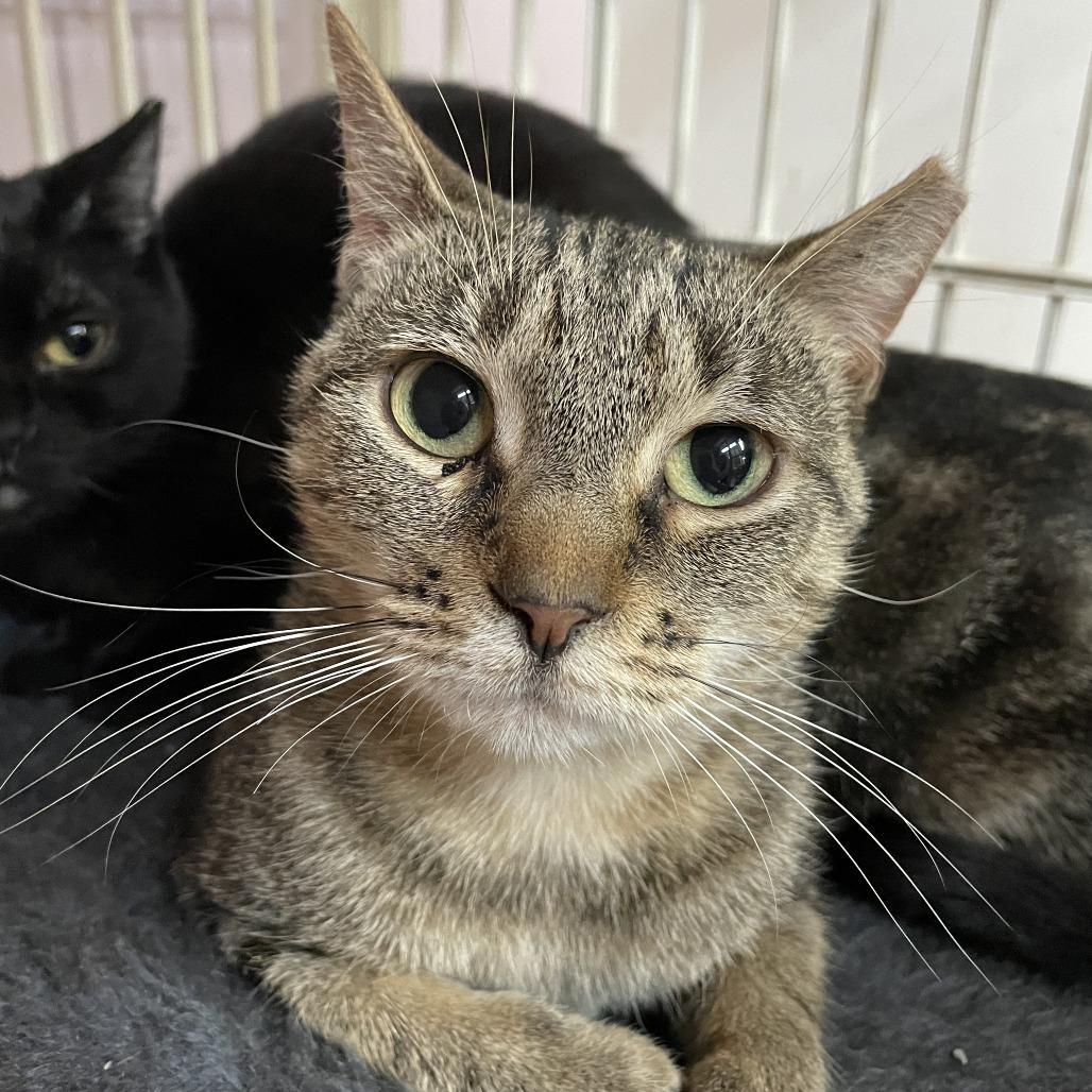 Gracie, a Adoptable Domestic Short Hair in Madison, WI image 2/3