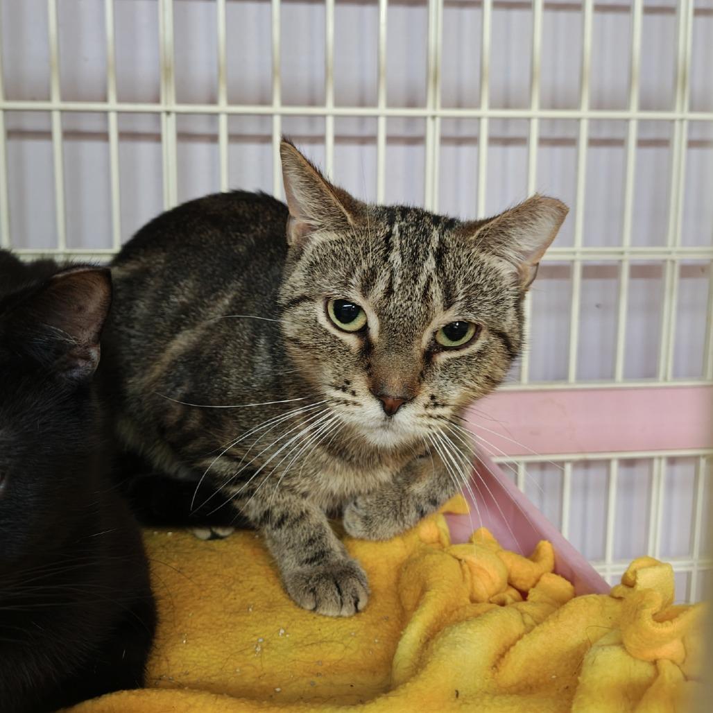 Gracie, a Adoptable Domestic Short Hair in Madison, WI image 3/3