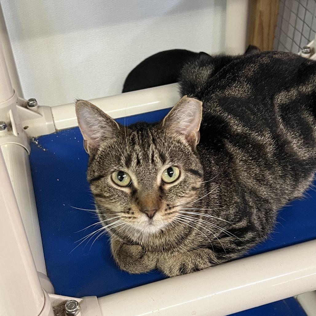 Enlarge Gracie, a Adoptable Domestic Short Hair in Madison, WI image 6/6