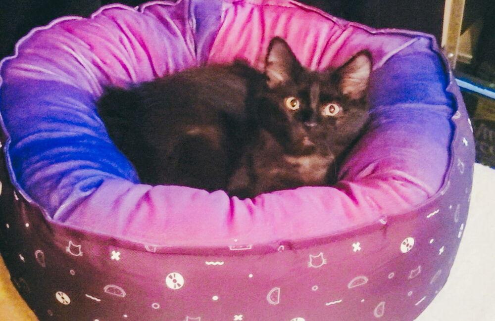 Enlarge Victoria, a Adoptable Domestic Medium Hair in Dayton, OH image 2/6