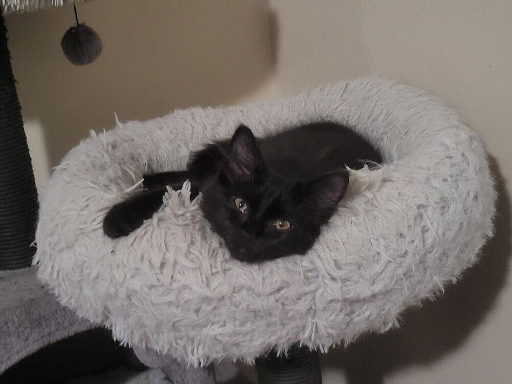 Enlarge Victoria, a Adoptable Domestic Medium Hair in Dayton, OH image 5/6
