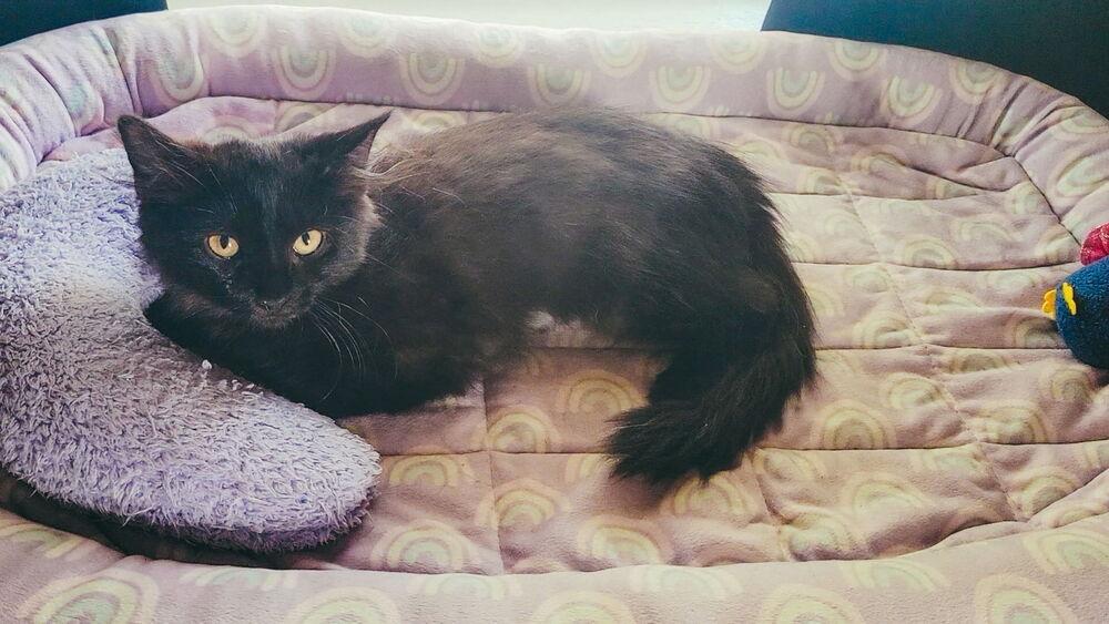 Enlarge Victoria, a Adoptable Domestic Medium Hair in Dayton, OH image 6/6