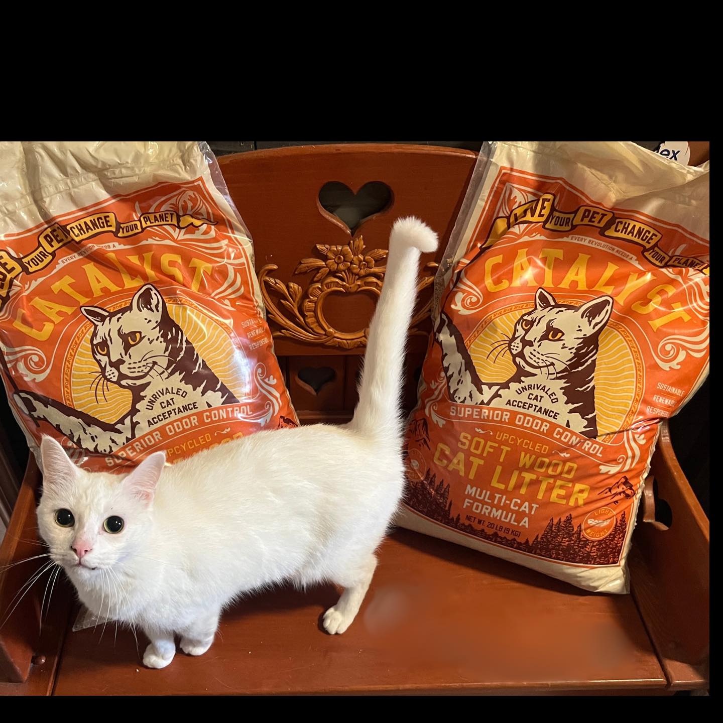 Privet, a Adopted Domestic Short Hair in Kenner, LA image 2/2