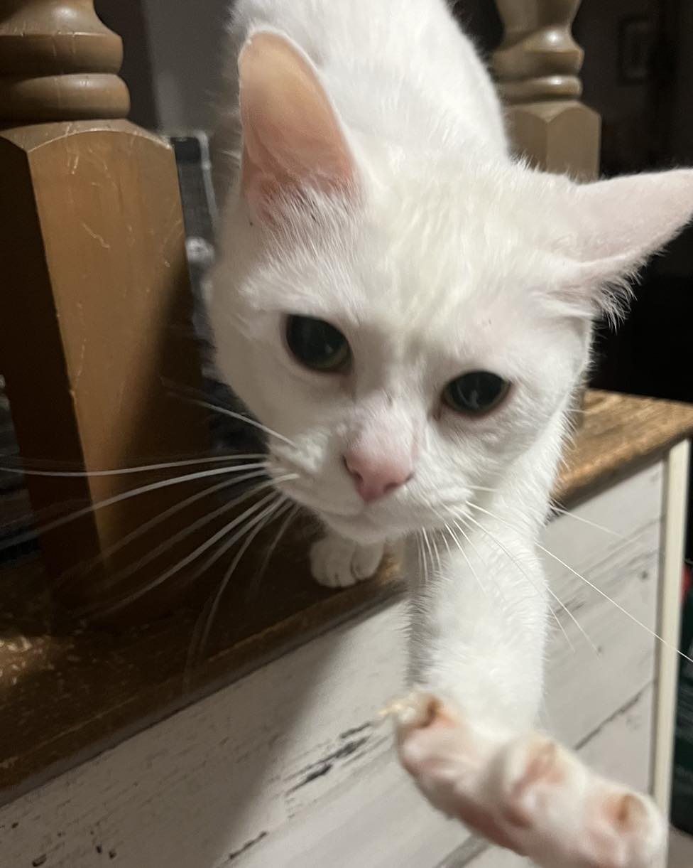 Privet, a Adopted Domestic Short Hair in Kenner, LA image 1/2