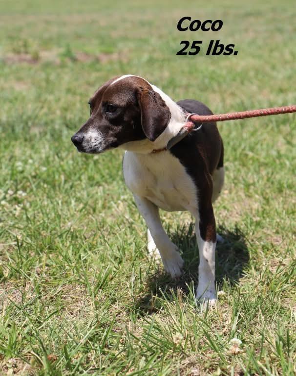 Coco, Adoptable, Puppy Female Mixed Breed.