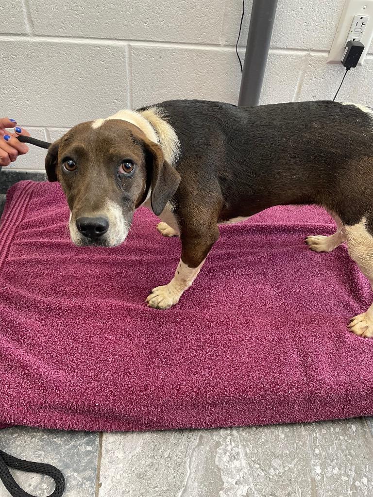 Coco, Adoptable, Puppy Female Mixed Breed.
