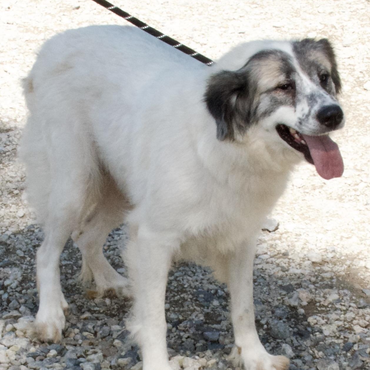 Miss Giddens, a Adoptable Great Pyrenees in Gloucester, VA image 1/5