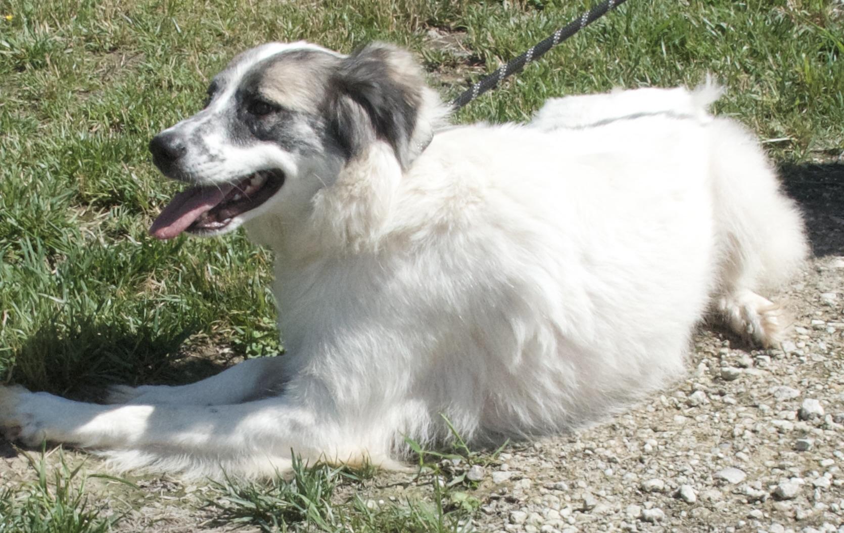 Miss Giddens, a Adoptable Great Pyrenees in Gloucester, VA image 2/5