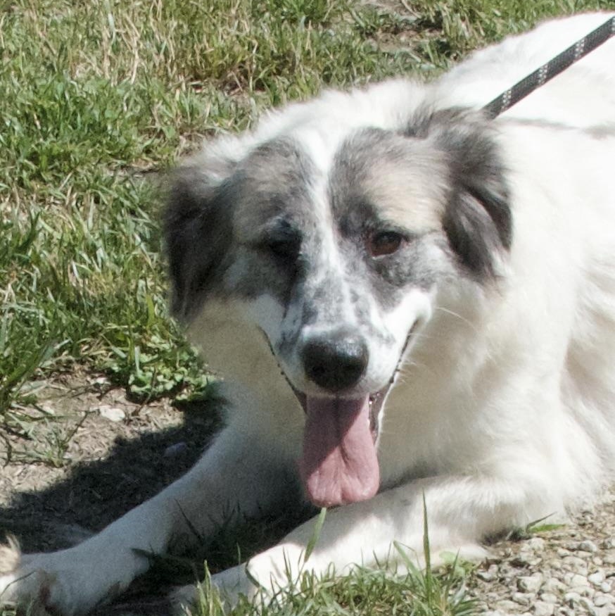 Miss Giddens, a Adoptable Great Pyrenees in Gloucester, VA image 3/5