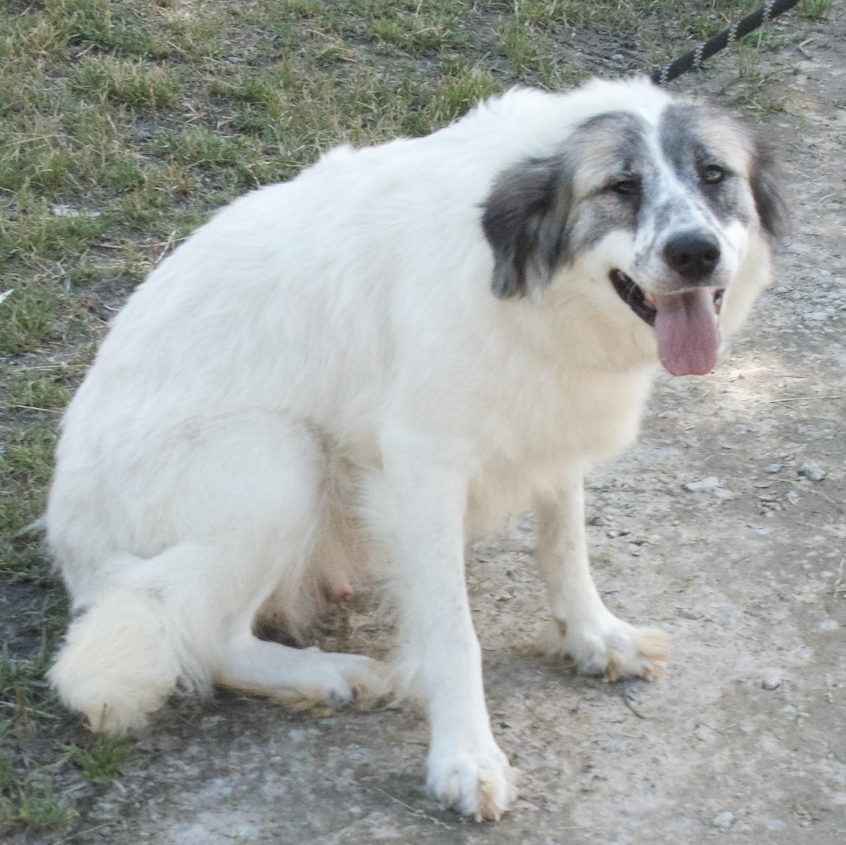 Miss Giddens, a Adoptable Great Pyrenees in Gloucester, VA image 4/5