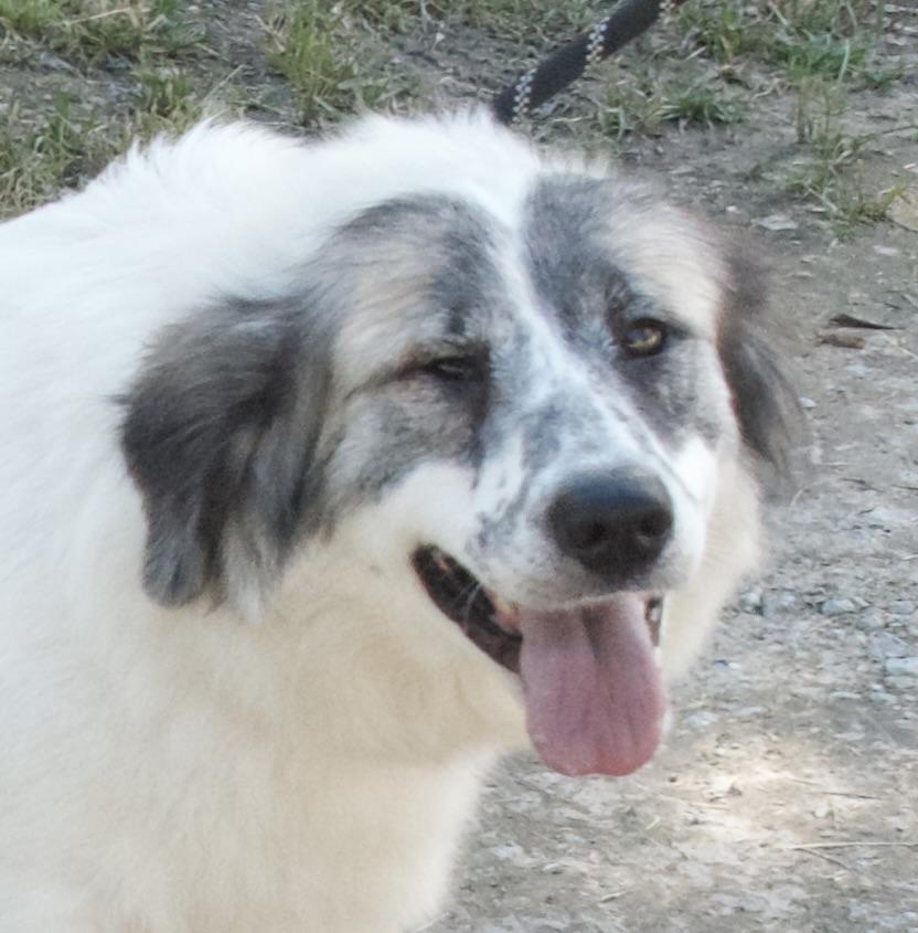 Miss Giddens, a Adoptable Great Pyrenees in Gloucester, VA image 5/5